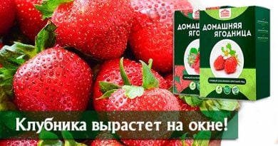Домашняя Ягодница кладовая природы