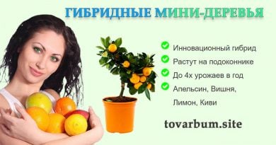 Гибридные мини деревья